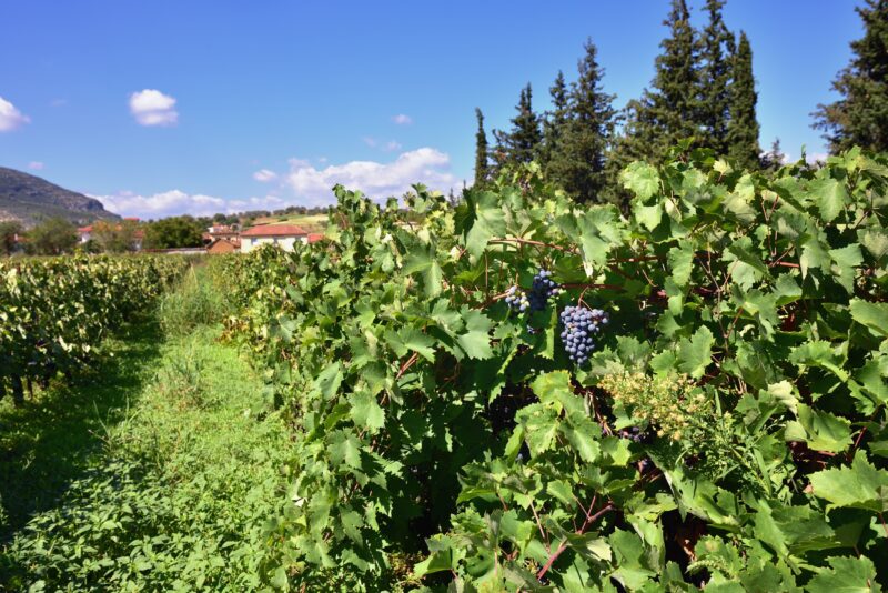 Nemea Winery & Vineyard Tour From Athens