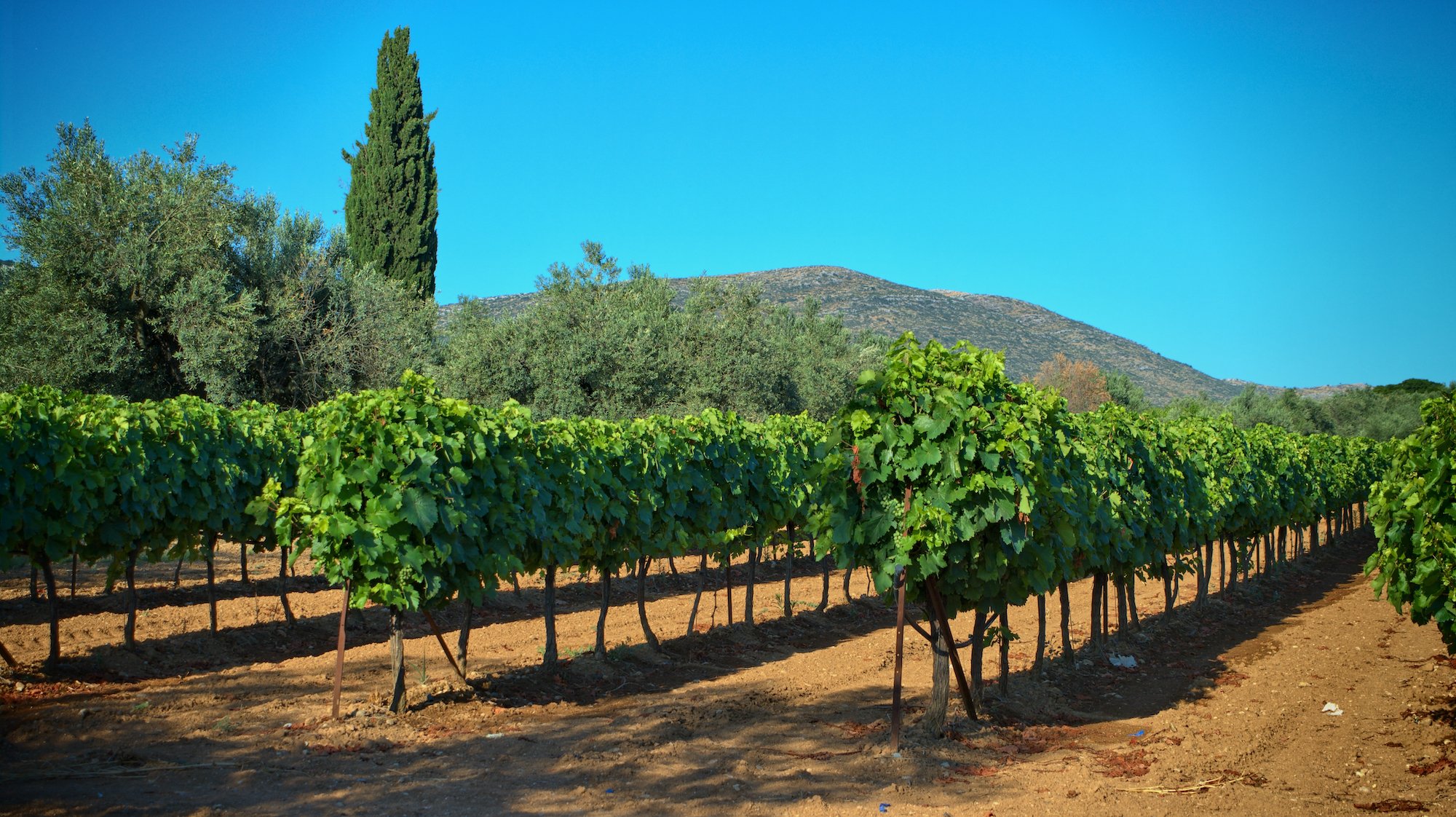 Nemea Winery & Vineyard Tour From Athens_5