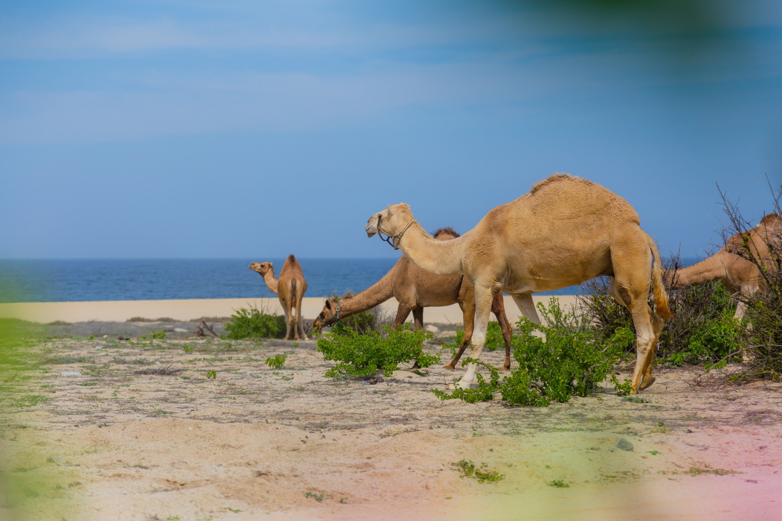 Mexican Outback Tour & Camel Safari From Los Cabos_54 (5)