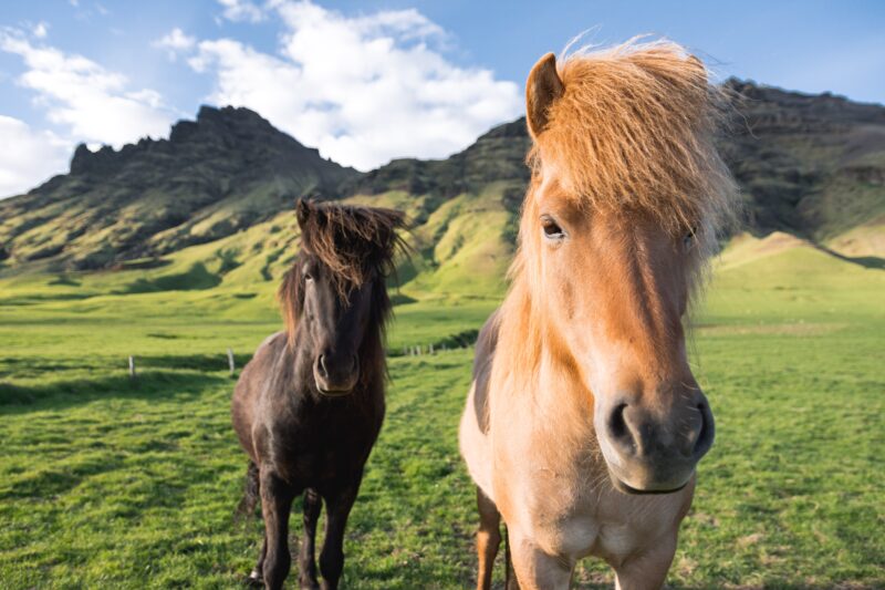 See Icelandic Horses On Our Golden Circle Stopover 3 Day Tour Package