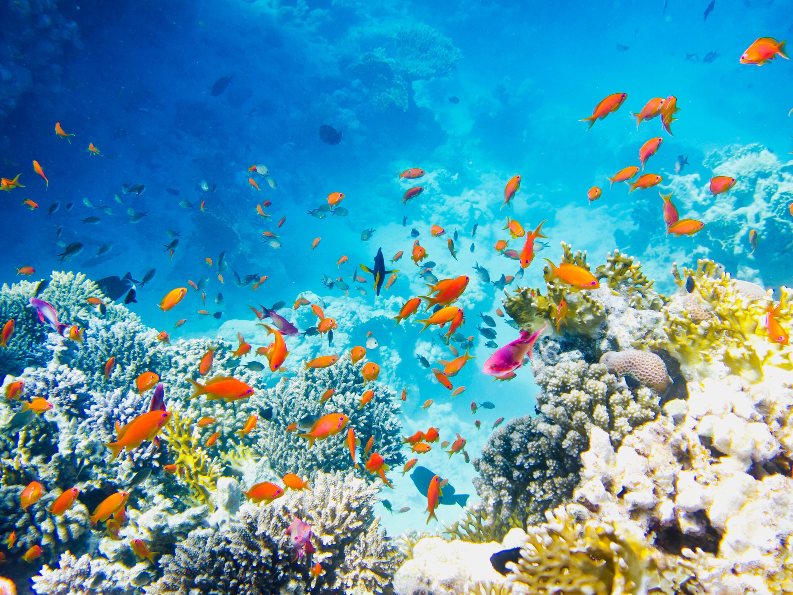 Red Sea Cruise & Snorkeling Experience From Aqaba 1